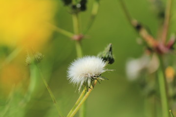 タンポポ風雑草オニノゲシ