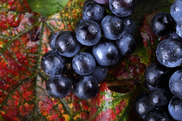 Wine grape on autumn leaves background