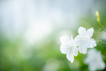 Nature of flower in garden using as cover page background natural flora wallpaper or template brochure landing page design