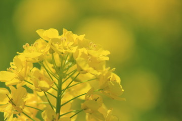 autumn leaves on blue background