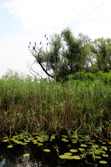 Black Birds Sitting On The Tree Green Fresh Plants Lake