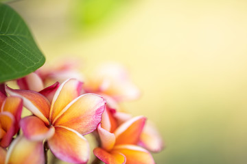 Nature of flower in garden using as cover page background natural flora wallpaper or template brochure landing page design