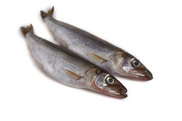 Smelt fish isolated on white. (Big Pacific smelt - Osmerus mordax)