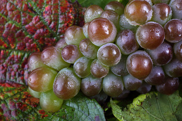 Grape on autumn leaves background