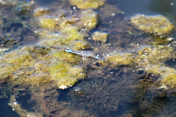 Eine Kleinlibelle, Libelle in der Sonne über dem Wasser eines Gewässers