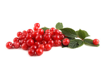 Nanking cherry and branch