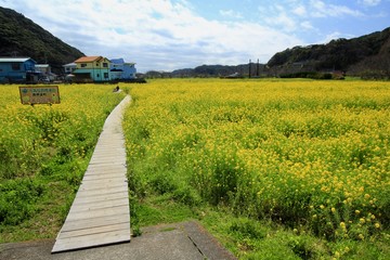 road in a field