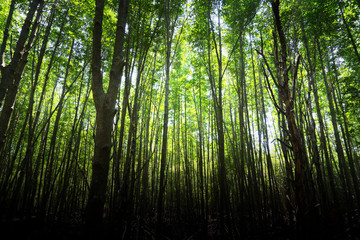 Obraz premium Sun beams through thick trees branches in dense green forest