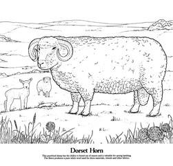 Dorset Horn Sheep. This purebred sheep has the ability to breed out of season and is invaluable for Spring lambing.