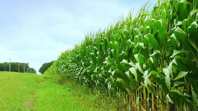 Edge of cornfield with corn stalks, leaves and tassels waving in the breeze seen from roadside ditch. Copy space in farm agriculture concept clip.