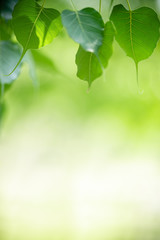 Naklejka premium Nature of green leaf in garden at summer. Natural green leaves plants using as spring background cover page greenery environment ecology wallpaper