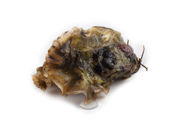 Oyster isolated on white