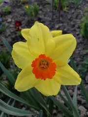Obraz premium daffodil in the garden