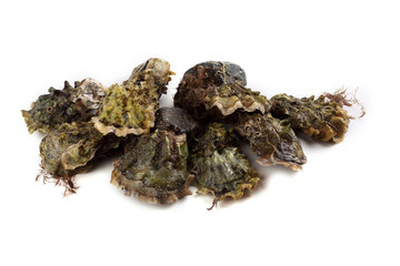 Oysters isolated on white