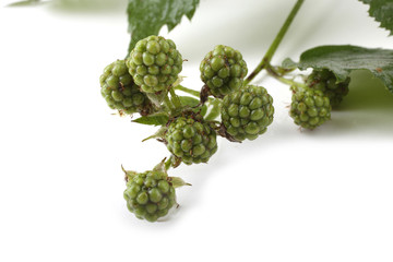 Fototapeta premium Unripe blackberries cluster