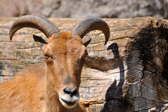 「Rammen」の画像 - 2,060 件の Stock 写真、ベクターおよびビデオ | Adobe Stock