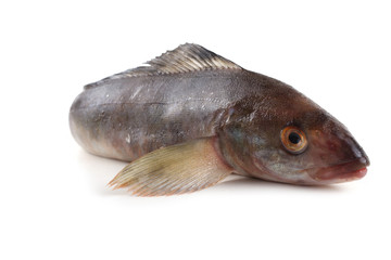 Sea bass isolated on white