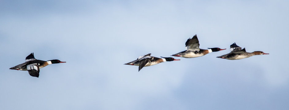 red breasted merganser flying