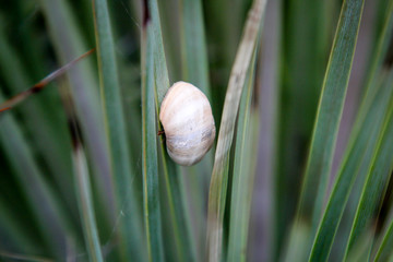 eine Schnecke an einer Stacheligen Pflanze