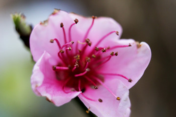 Fiore di pesco
