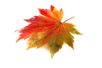 Autumn maple leaf