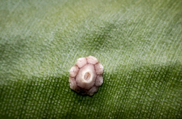 Eine Pocke hat sich auf einem Palmen Blatt fest gesetzt.