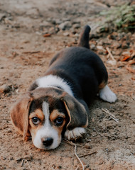 beagle in the garden