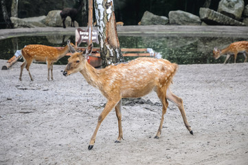 Deers in Serengeti Park, zoo and leisure park in Hodenhagen municipality
