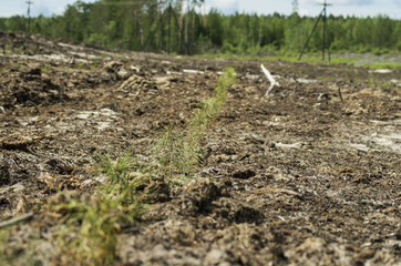 Reclamation of an oil production site. Planting pine seedlings.