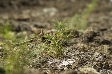 Reclamation of an oil production site. Planting pine seedlings.