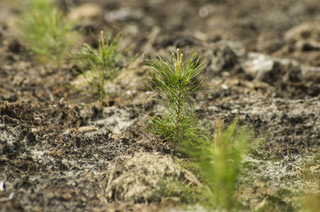 Reclamation of an oil production site. Planting pine seedlings.