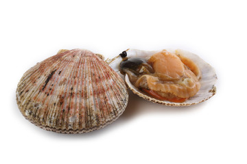 Scallop and opened scallop