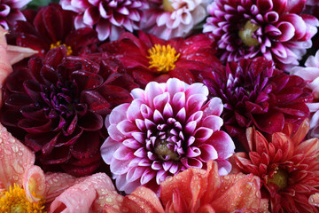 Dahlia flowers background. Different dahlia varieties - orange, red and bicolor