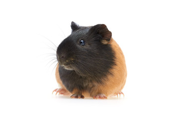 Guinea pig (Cavia porcellus) is a popular pet. A young tricolor guinea pig faces in front of the camera and looks sideways on a white background. Studio portrait of pet isolated on white background.