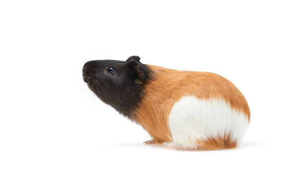 Guinea pig (Cavia porcellus) is a popular household pet A young tricolor Guinea pig stands sideways and looks up on white Background.