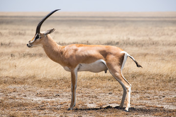 Gasell in serengeti