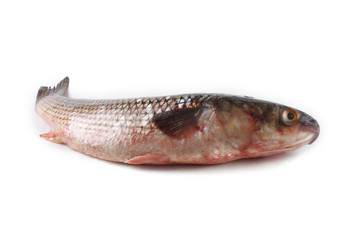 Pelengas (So-iny mullet)