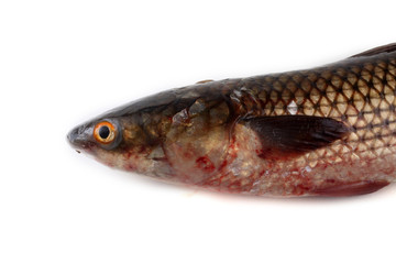 Pelengas (So-iny mullet)