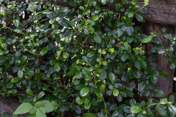 Green Leaf Wall Pattern Nature Background.