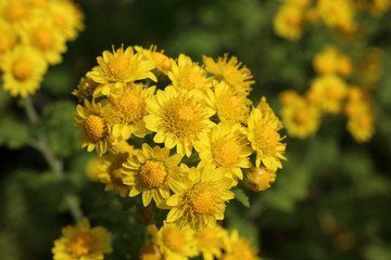 Yellow chrysanthemums background