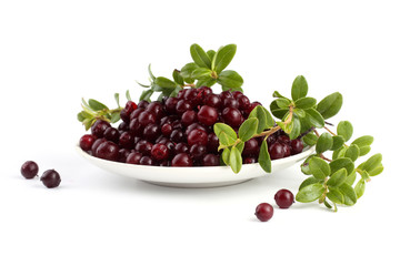 Cowberry isolated on white
