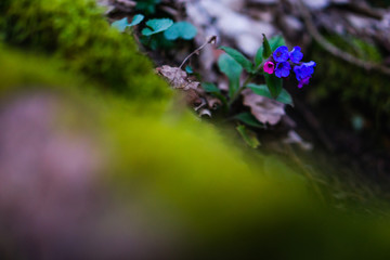 Wildblume im Wald umgeben von Moos