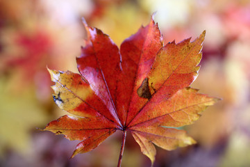 Autumn maple leaf and unfocused fallen leaves background. Abstract