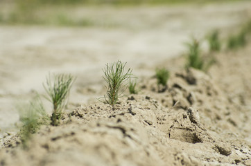 Reclamation of an oil production site. Planting pine seedlings.