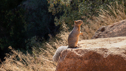 squirell in the grand canyon