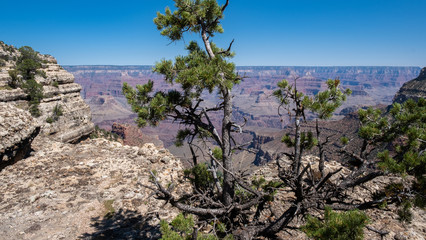 Fototapeta na wymiar view on a tree and the grand canyon and cliff