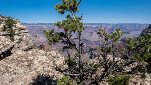 view on a tree and the grand canyon and cliff