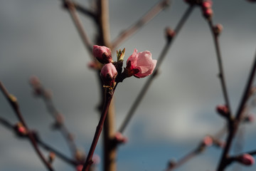 Fleurs et bourgeon de pêcher
