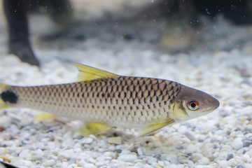 Fototapeta premium ein großer Netzpinselalgenfresser, ein Algenfressender Fisch im Aqaurium