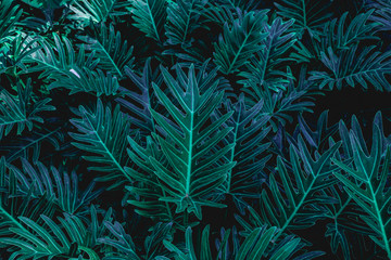 Naklejka na ściany i meble abstract green fern leaf texture and water drop, dark blue tone nature background, tropical leaf
